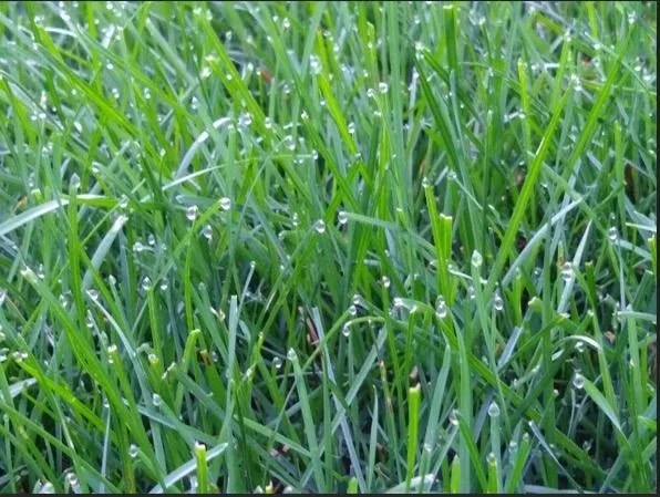 Drops of morning dew on grass in Minneapolis